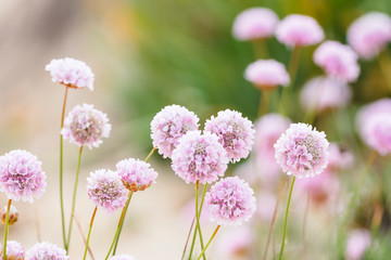 Beautiful delicate pink flowers to be found on dunes of Algarve coast, Portugal