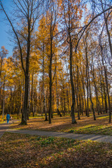Autumn foliage in the park. October, Moscow