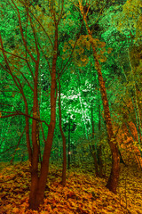 Night decoration of the park in the form of multi-colored lights. Magical forest in Moscow