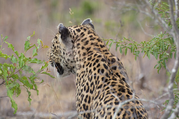 Portrait of an adult female leopard (Panthera pardus) sitting in the bush in the Sabi Sands, Greater Kruger, South Africa