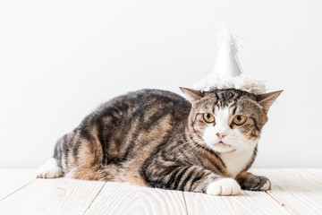 cat with party hat