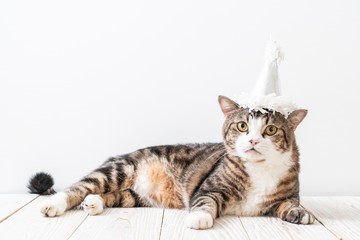 cat with party hat