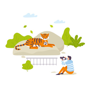 Man photograph at safari making a picture of a tiger in the zoo vector flat illustration.