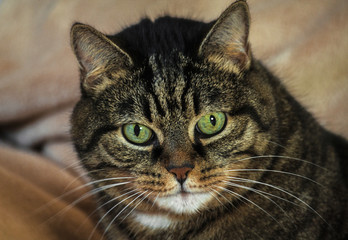 Naklejka na ściany i meble an adult mongrel cat female, huge green eyes and striped color, brown shades with black, lying on a light beige rug, orange nose, small ears, beautiful portrait, looking down