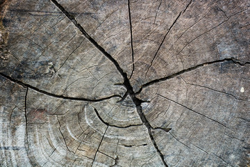 old grunge stump wood texture background