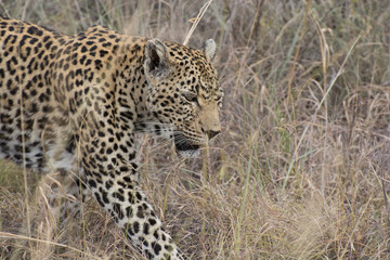 Fototapeta na wymiar Leopard (Panthera pardus) walking through grass in the bush in the Sabi Sands, Greater Kruger, South Africa