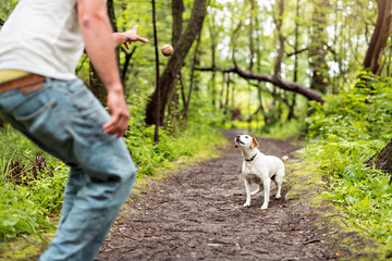Man play with his Beagle dog on a forest at summer time