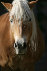 Obraz premium Haflinger