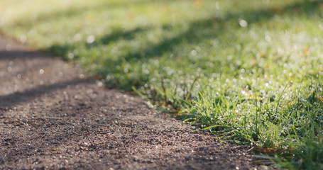 Closeup park path with green grass and fallen leaves in the morning