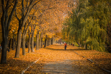 Autumn foliage in the park. October, Moscow
