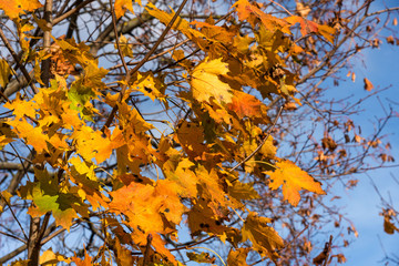 orange and yellow leaves in the autumn close up