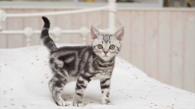 遊ぶ子猫