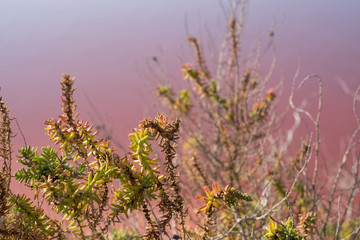 Plants growing at the pink salt flats at Margherita Di Savoia in Puglia, Italy. The water is coloured pink because of crustaceans that live in it.