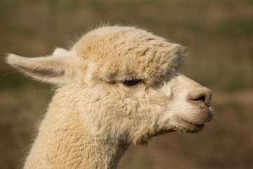 Obraz premium Close up of a beautiful Alpaca_2