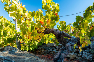 pied de vigne 