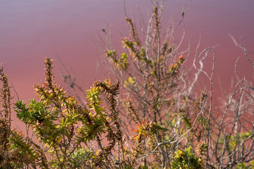 Plants growing at the pink salt flats at Margherita Di Savoia in Puglia, Italy. The water is coloured pink because of crustaceans that live in it.