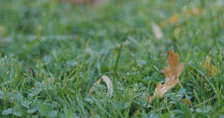 Closeup green grass with fallen leaves in the morning