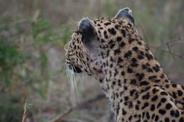 Leopard (Panthera pardus) walking through grass in the bush in the Sabi Sands, Greater Kruger, South Africa