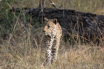 Leopard (Panthera pardus) walking through grass in the bush in the Sabi Sands, Greater Kruger, South Africa
