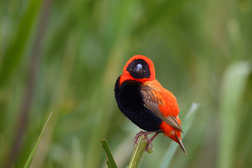 The southern red bishop or red bishop (Euplectes orix) sitting on the branch with green background. Red passerine at courtship in reeds.