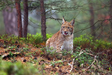 Le lynx eurasien (Lynx lynx), également connu sous le nom de lynx européen ou lynx de Sibérie aux couleurs d& 39 automne dans la forêt de pins.