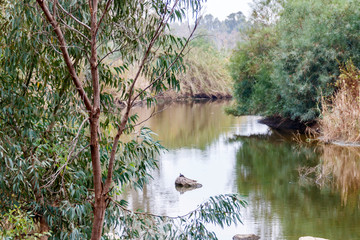 View of the river through the leaves of eucalyptus trees. Turtle sitting on a stone. Nahal Sorek. Israel