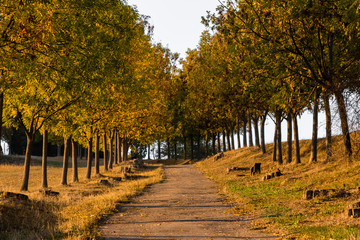 Autumn alley with small path in the middle