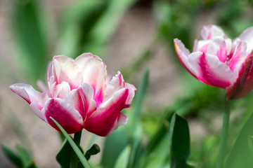 Colorful white and pink common tulips in the garden, colorful petals on green stems, beautiful springtime flowers in bloom