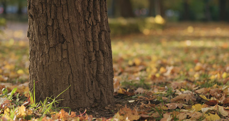 closeup of maple tree trunk in autumn city
