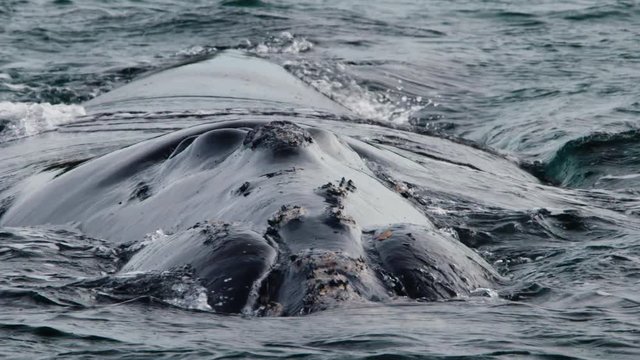 Large Southern Right whale on surface of the southern Ocean off the Australian coast.