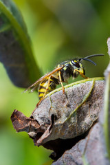 bee sitting on a plant 
