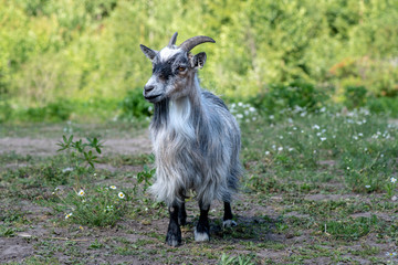 Portrait of a male goat or Billy