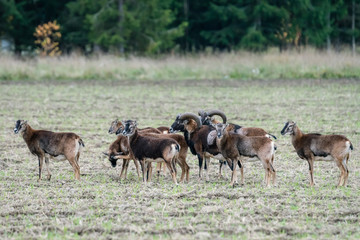 Naklejka na ściany i meble Herd of mouflon sheep standing in a field