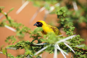 The village weaver (Ploceus cucullatus), or spotted-backed weaver or black-headed weaver is sitting on the sitting on thorny acacia with green background