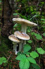 Amanita family