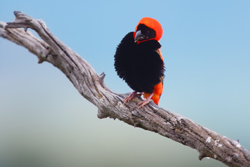 The southern red bishop or red bishop (Euplectes orix) sitting on the branch with blue background. Red passerine at courtship in reeds.