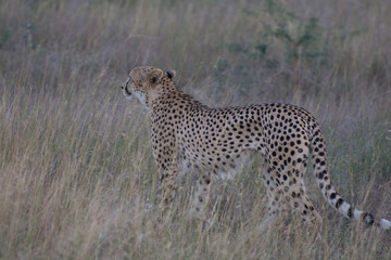Cheetah (Acinonyx jubatus) moving through the African Bush in the Sabi Sands, Greater Kruger, South Africa in the late evening
