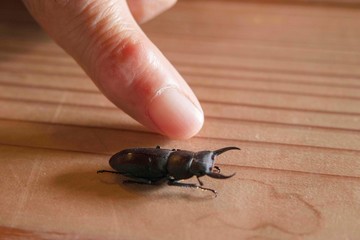 小さなクワガタ