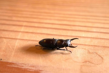 小さなクワガタ
