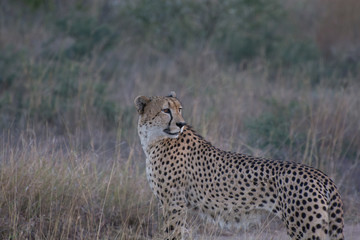 Cheetah (Acinonyx jubatus) moving through the African Bush in the Sabi Sands, Greater Kruger, South Africa in the late evening