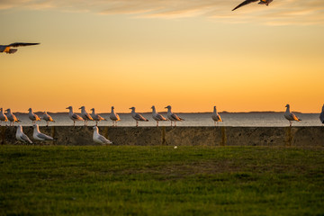 Fototapeta premium Sunset landscape of a beach in Perth Fremantle with seabirds