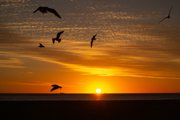 Seabirds at sunset landscape of Perth