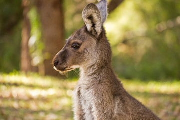 Portrait of a wild kangaroo