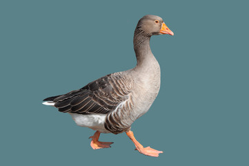 Goose, domestic, adult bird.