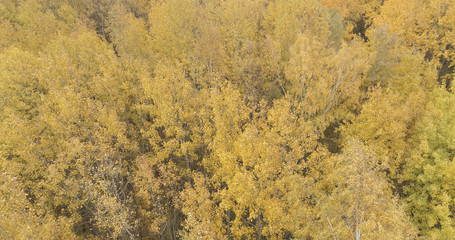 Aerial view over yellow golden birch forest in autumn