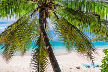 Palm tree on Paradise island. Sandy beach and turquoise sea.  Summer vacation and travel concept.  