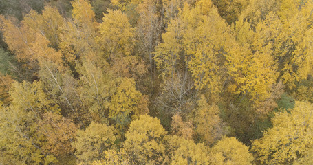 Aerial view over yellow golden birch forest in autumn