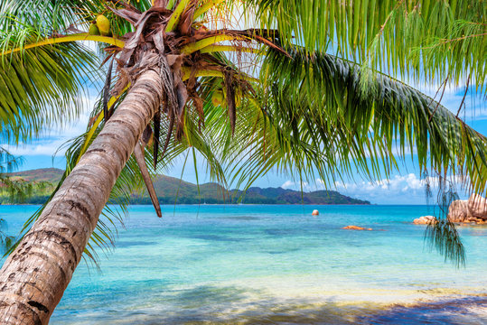 Fototapeta Palm tree on tropical island and turquoise sea.  Summer vacation and travel concept.  