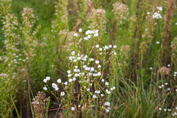 white flowers in the garden