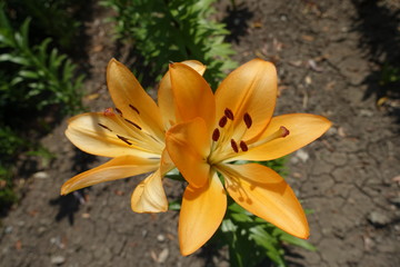 Closeup of two orange flowers of lily